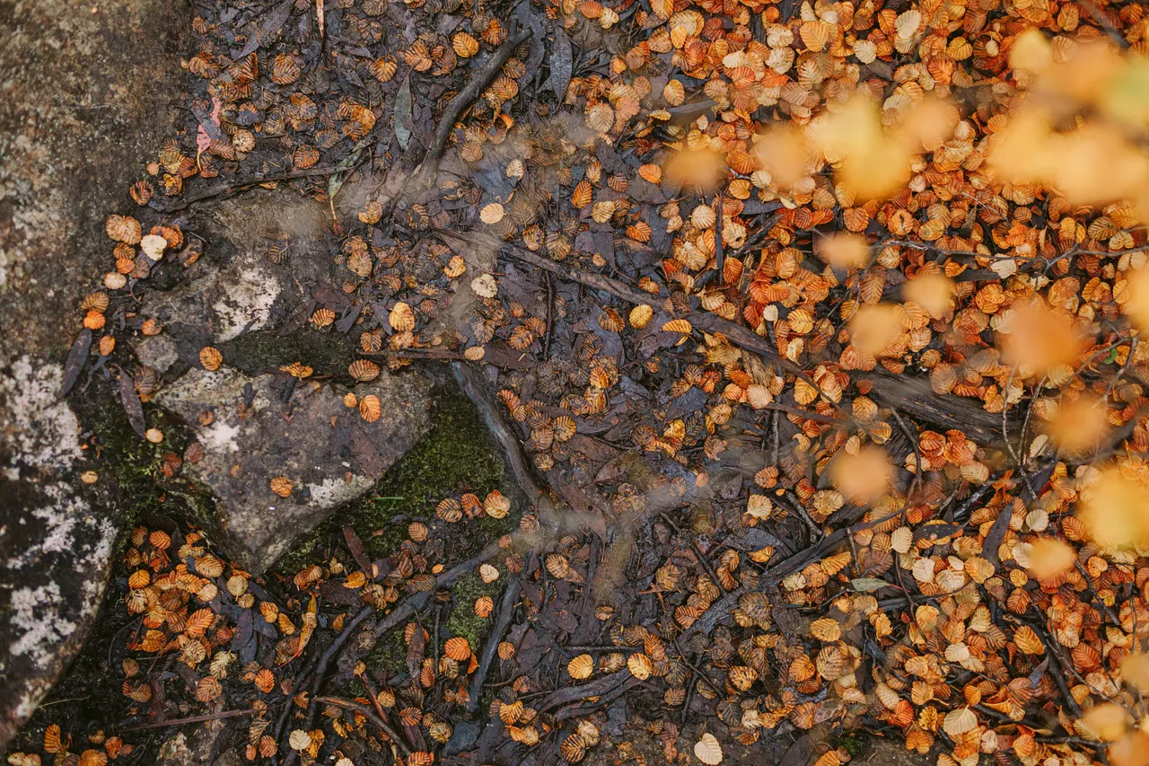 Fagus Leaves on the Ground
