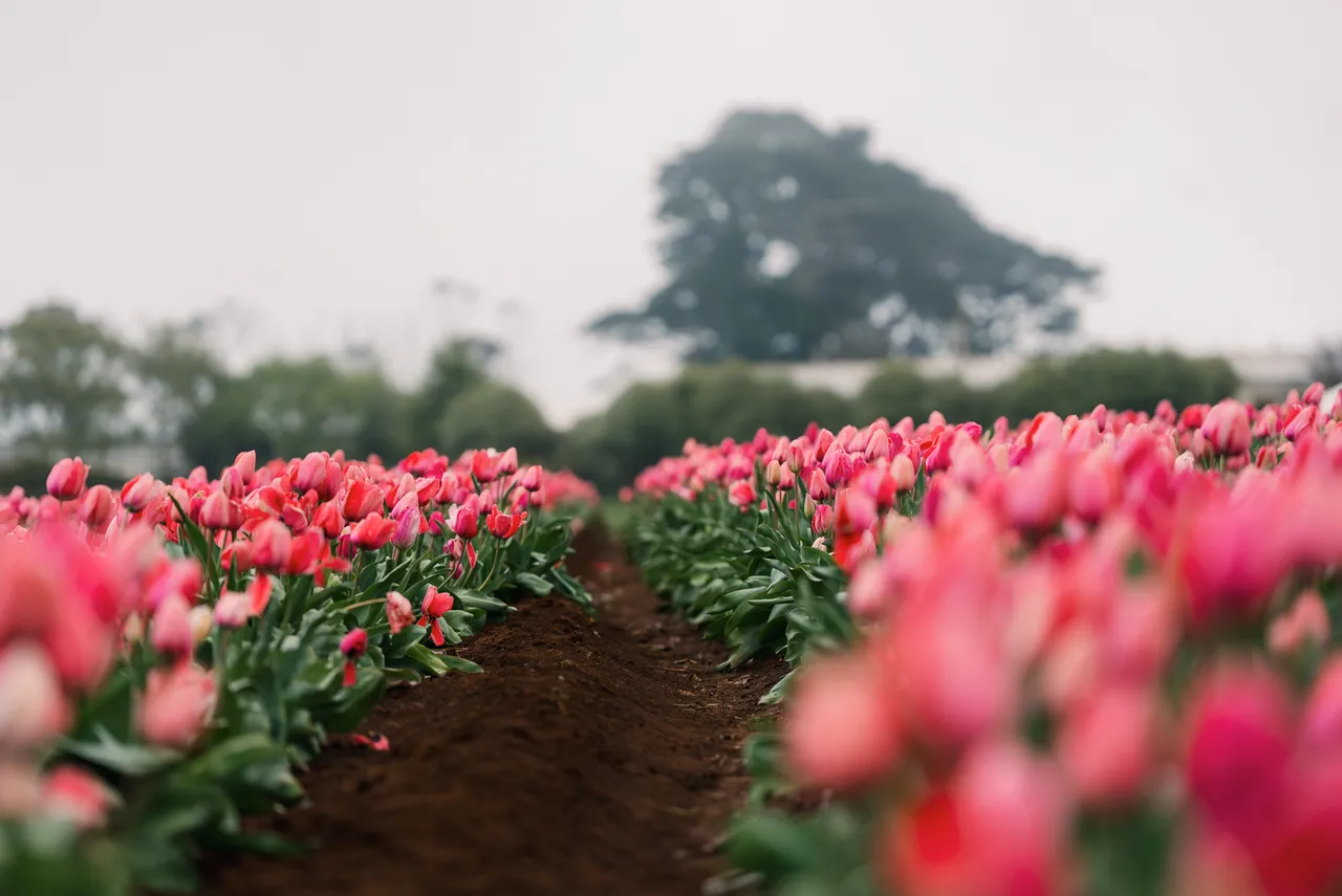 Table Cape Tulip Farm