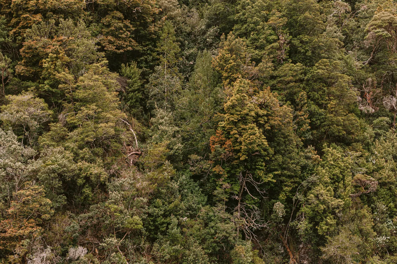 Rainforest on the Gordon River