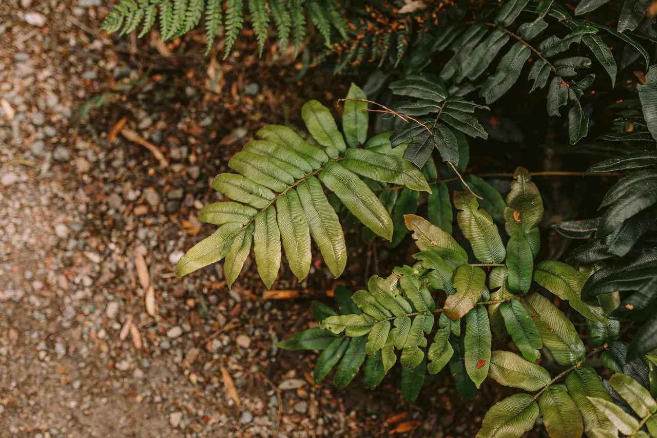 Fern Leaves