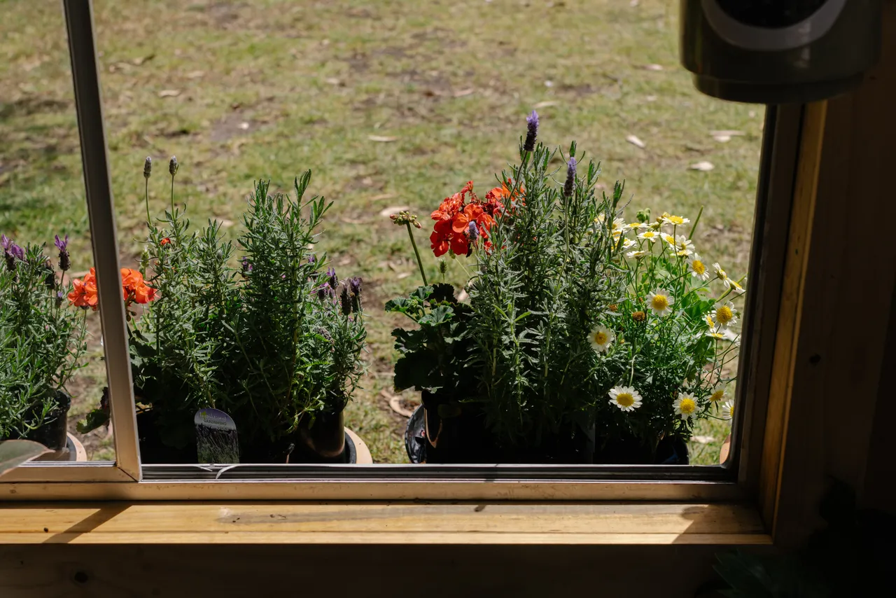 Flowers Through a Window