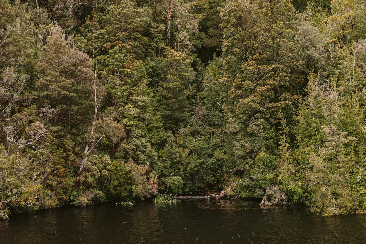 Rainforest on the Gordon River