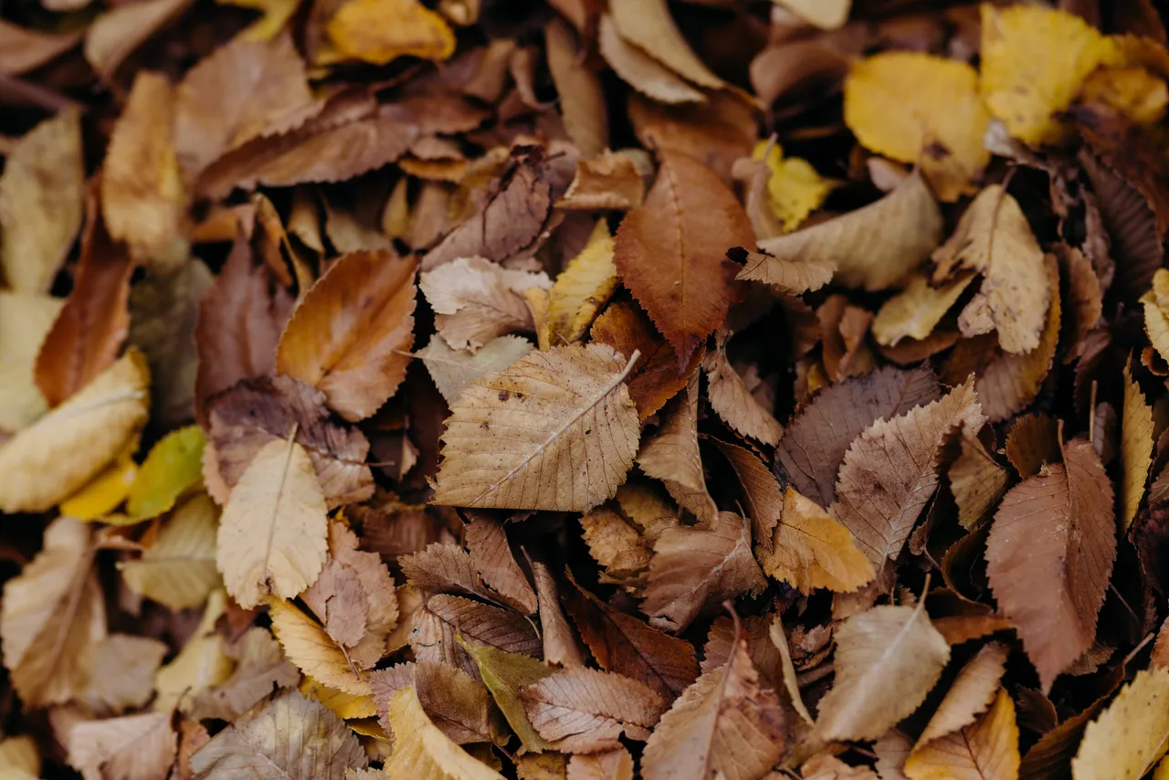 Bed of Autumn Leaves