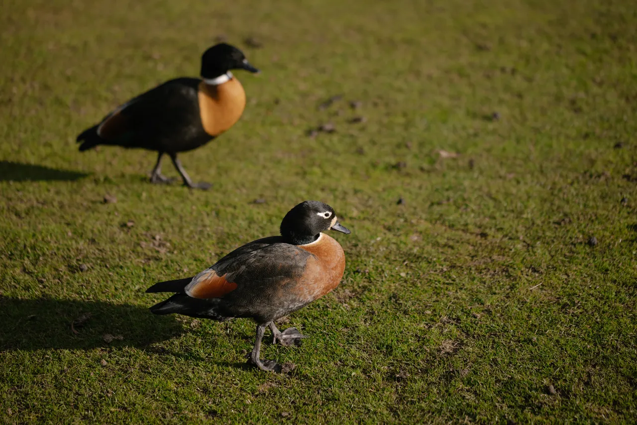 Ducks