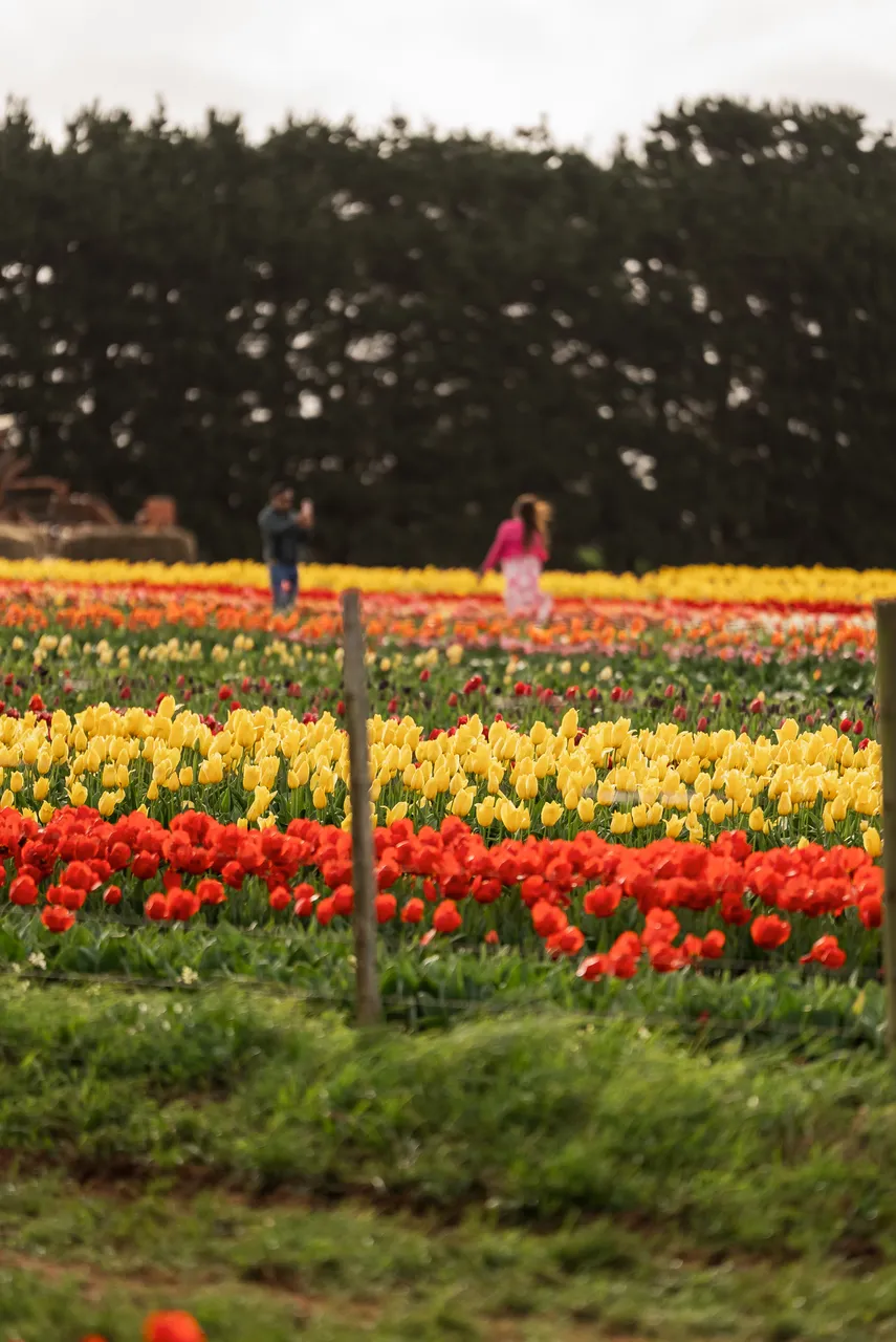 Table Cape Tulip Farm