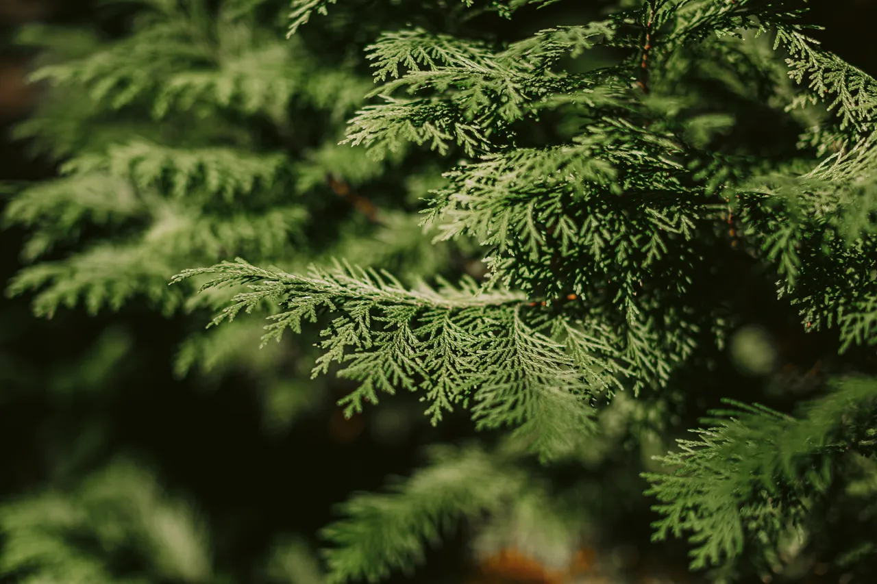 Foliage at the Royal Tasmanian Botanical Gardens