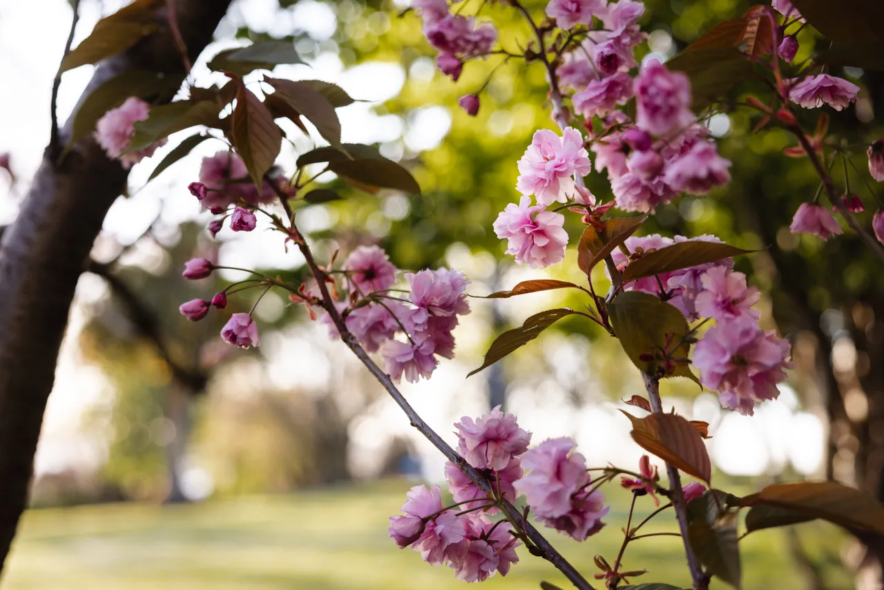 Pink Flowers in Spring
