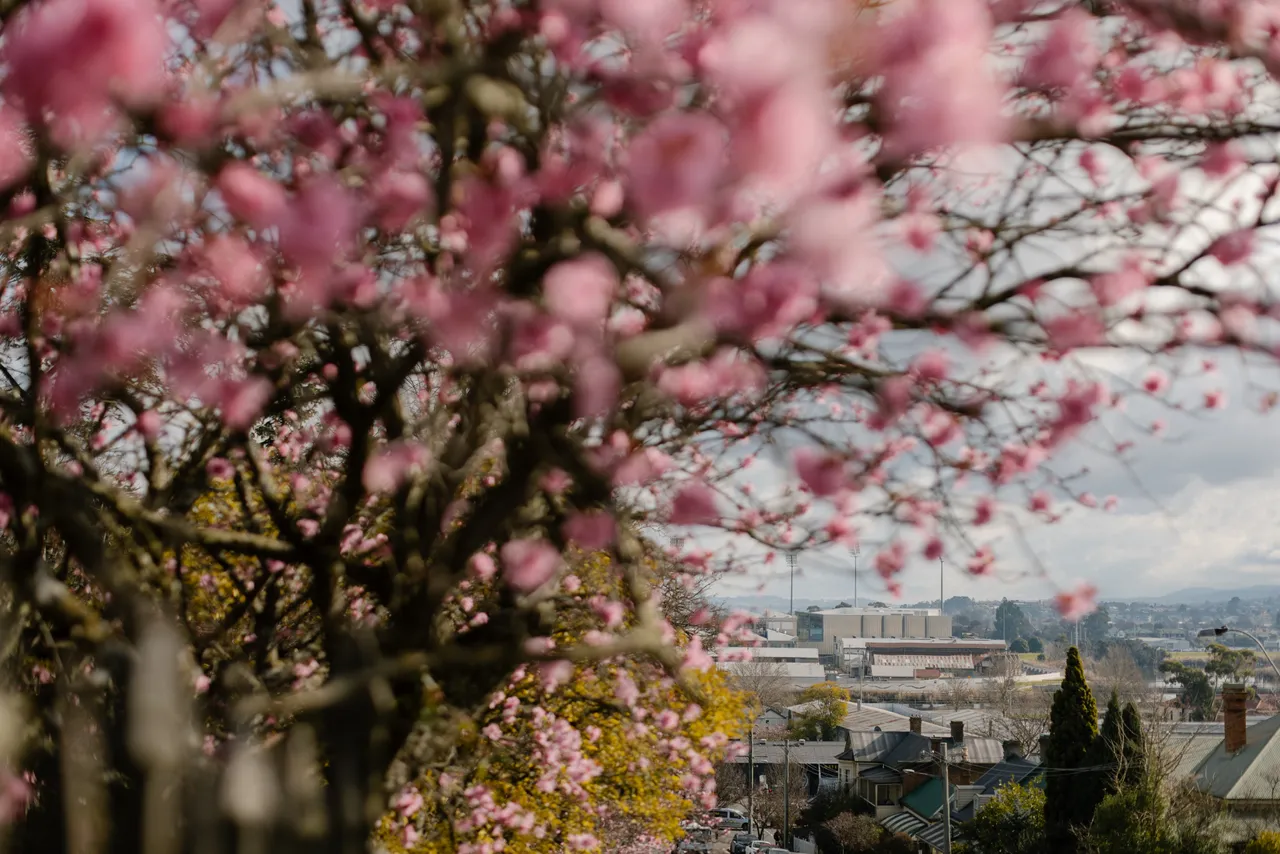Pink Blossom Streetscape