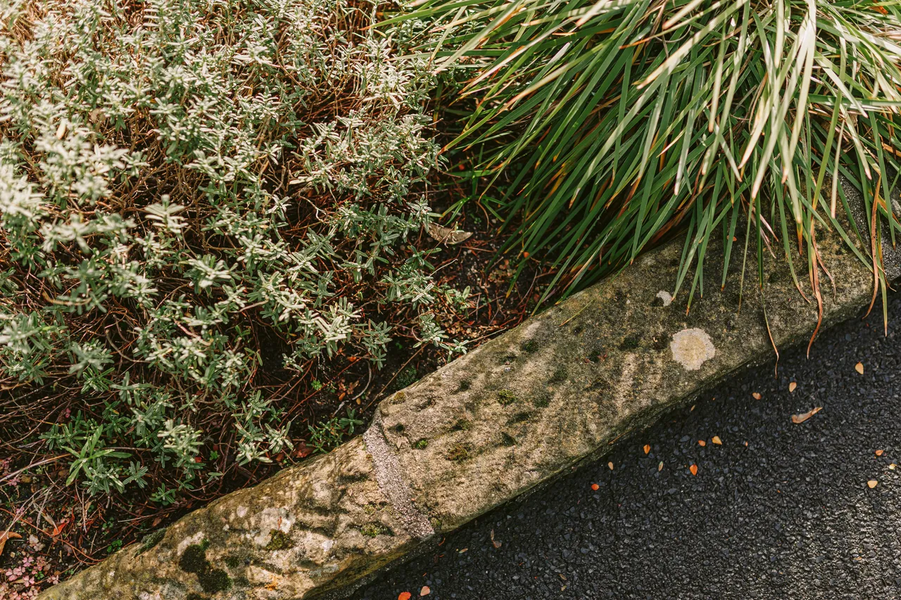 Plants at the Royal Tasmanian Botanical Gardens