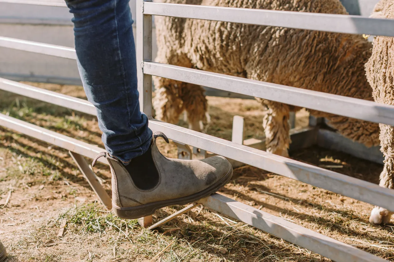 Sheep at Agfest