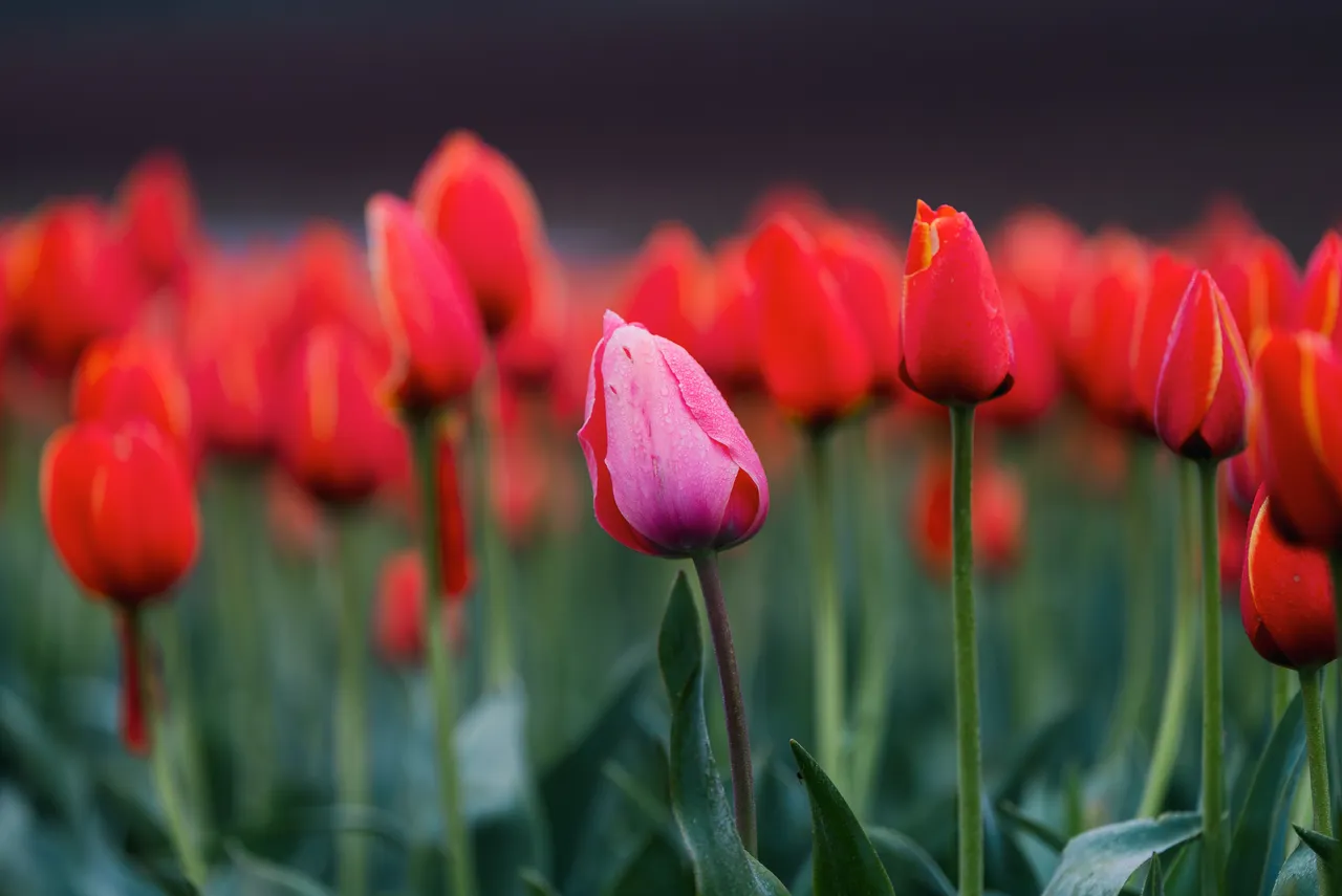 Tulips in Bloom