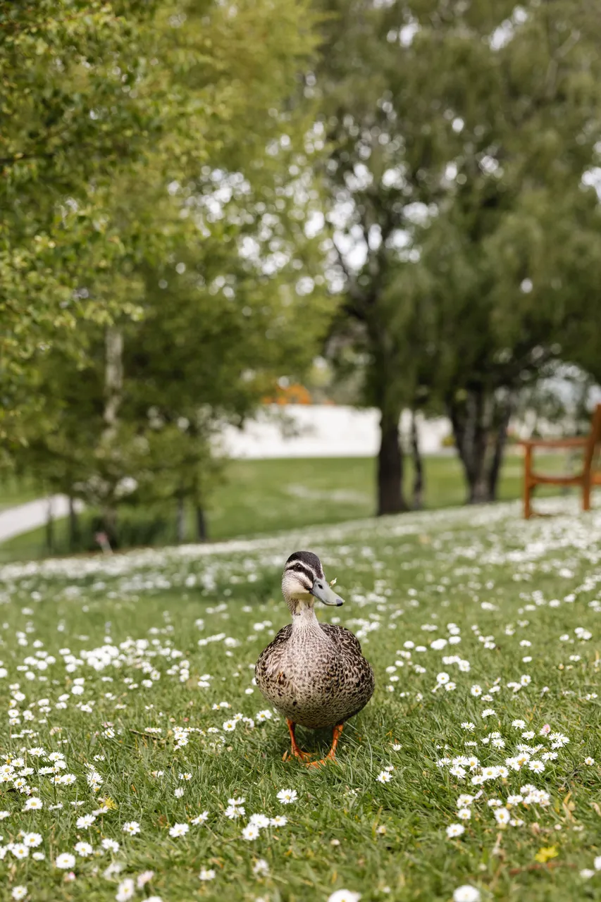 Duck at the Royal Tasmanian Botanical Gardens