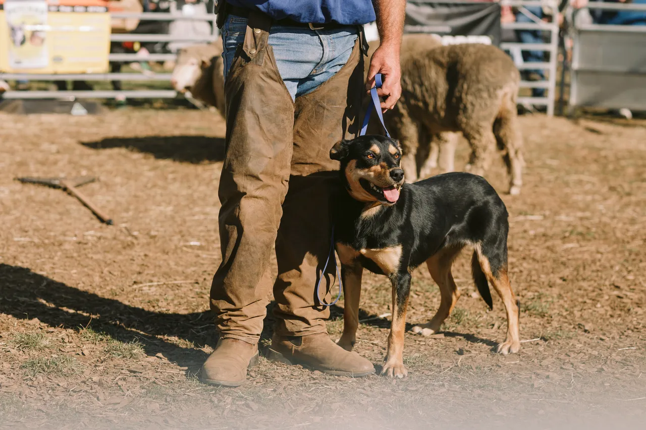Sheep Dog at Agfest