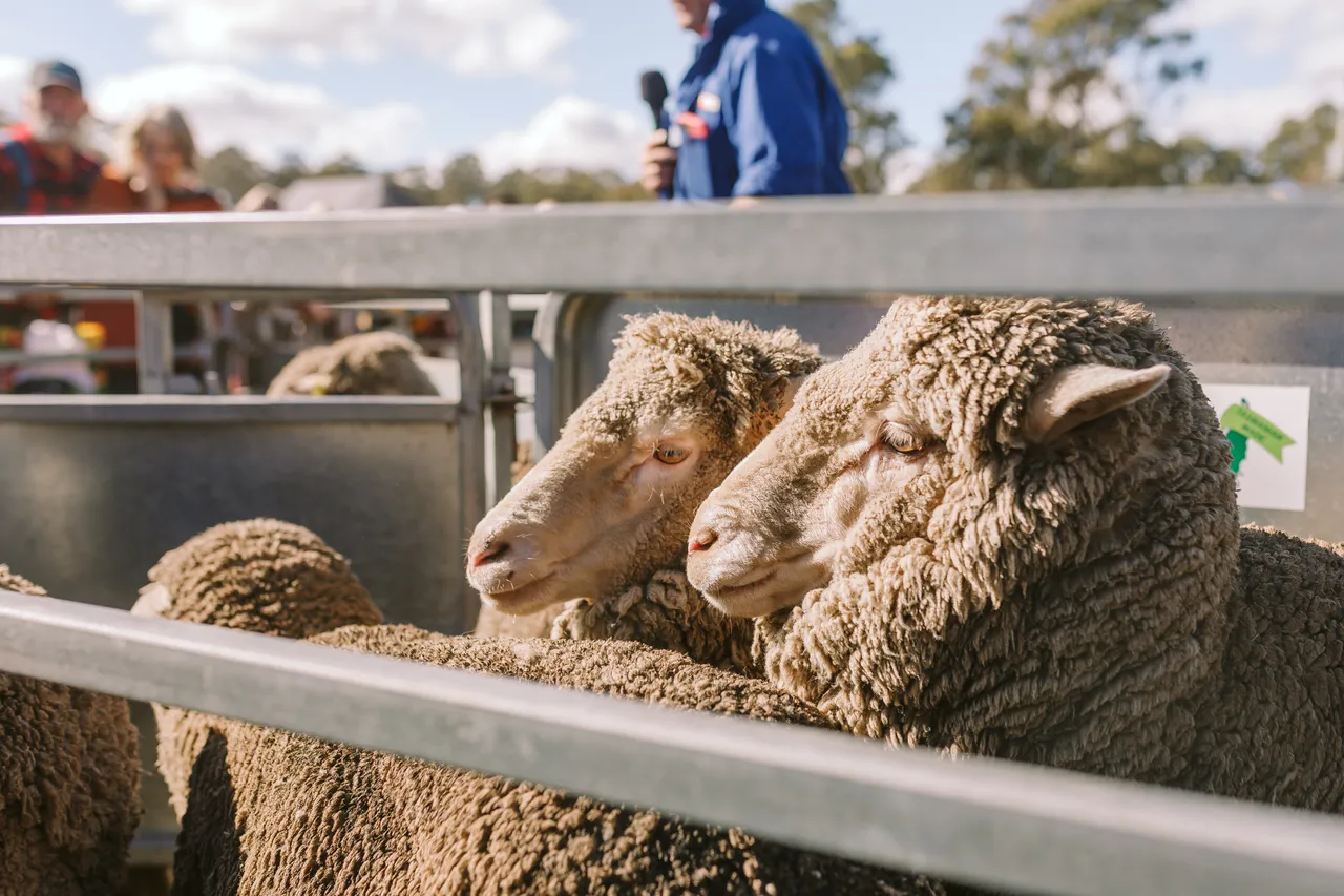 Sheep at Agfest