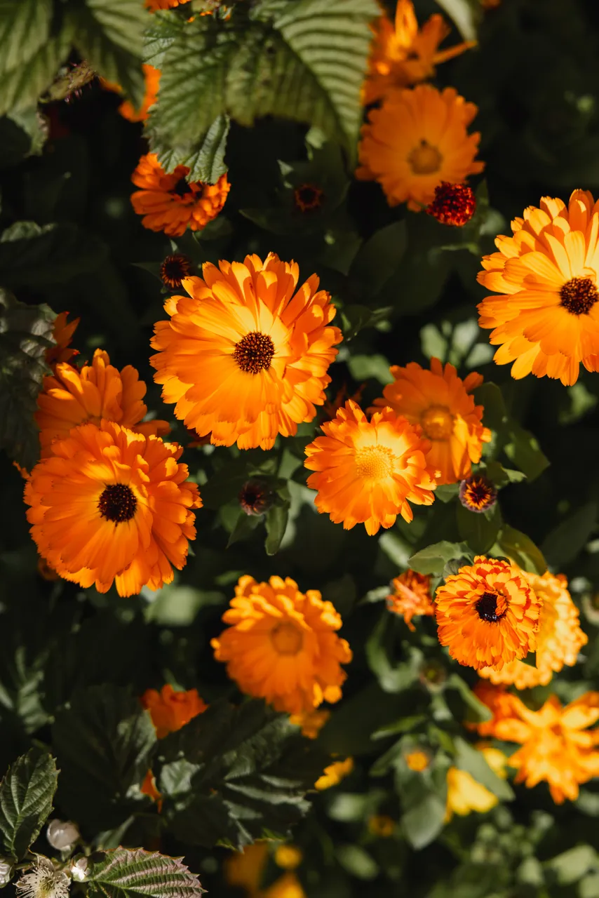 Orange Flowers in Bloom