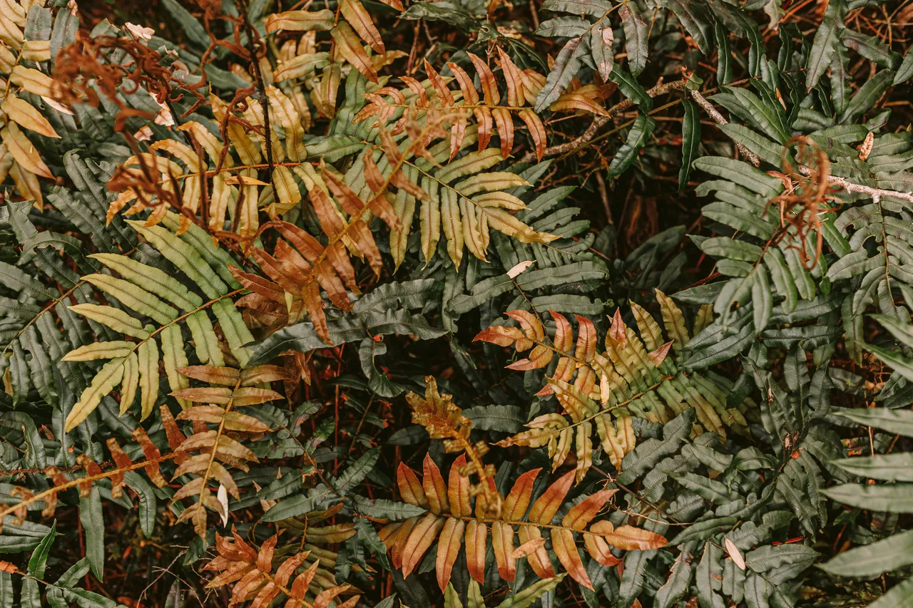 Fern Leaves