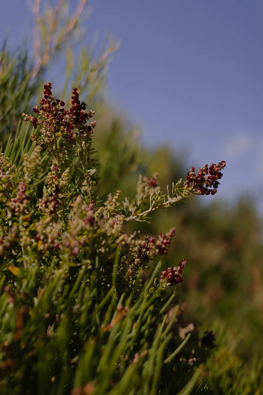 Berry Saltbush
