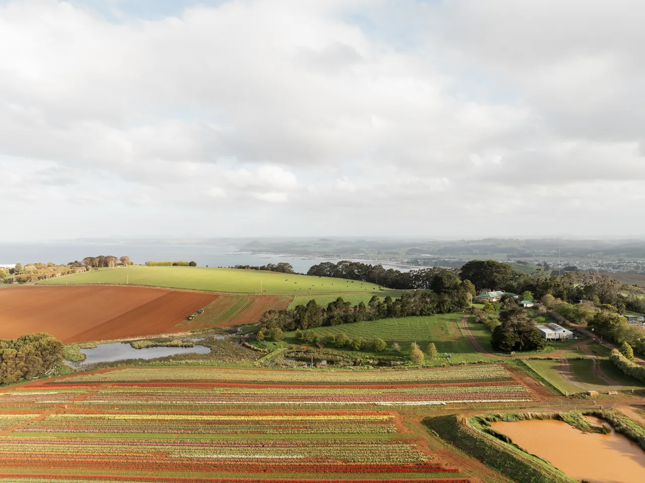 Table Cape Tulip Farm