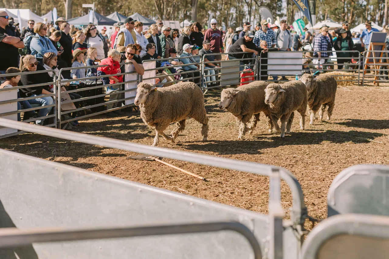 Mustering Sheep at Agfest