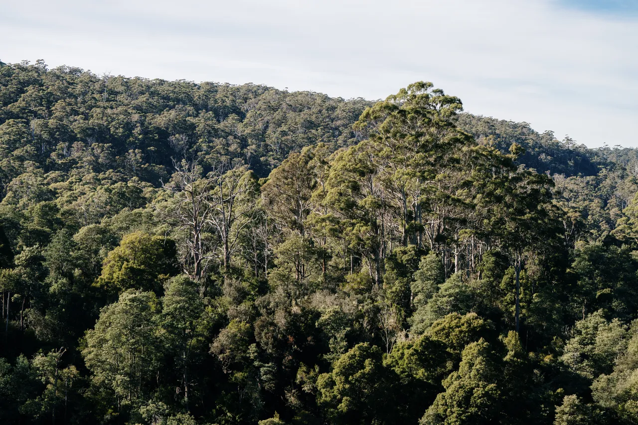 Tasmanian Bush Canopy