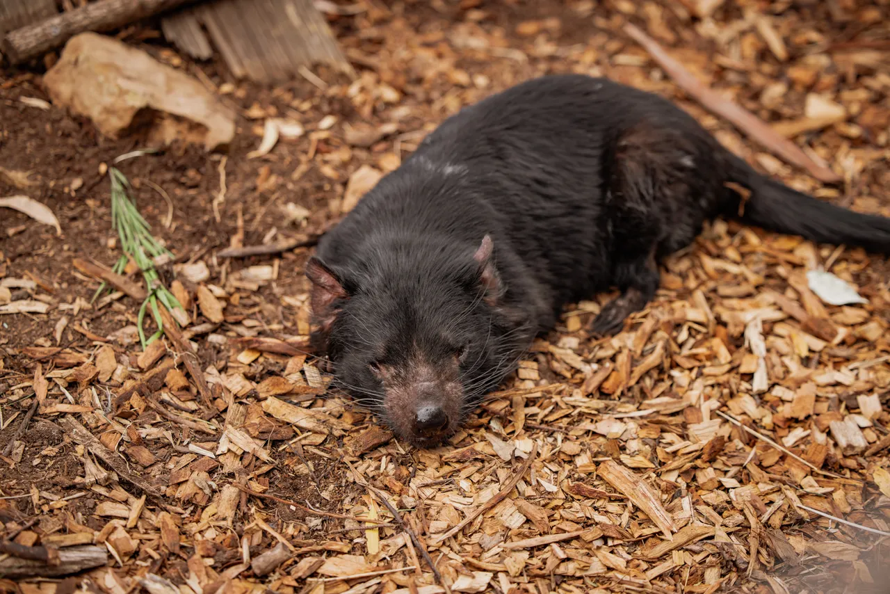 Tasmanian Devil at Bonorong Wildlife Sanctuary
