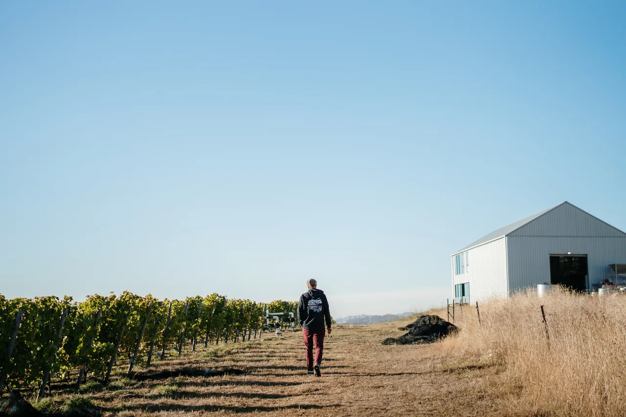 Vineyard at Utzinger Wines