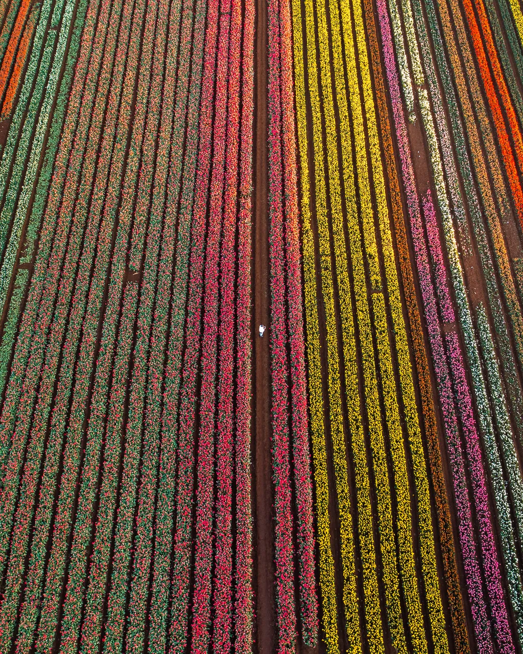 Table Cape Tulip Farm