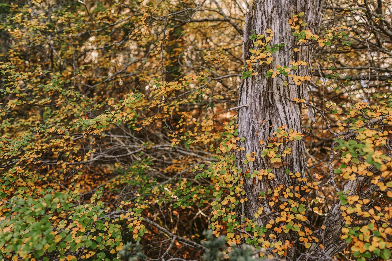 Mount Field Fagus