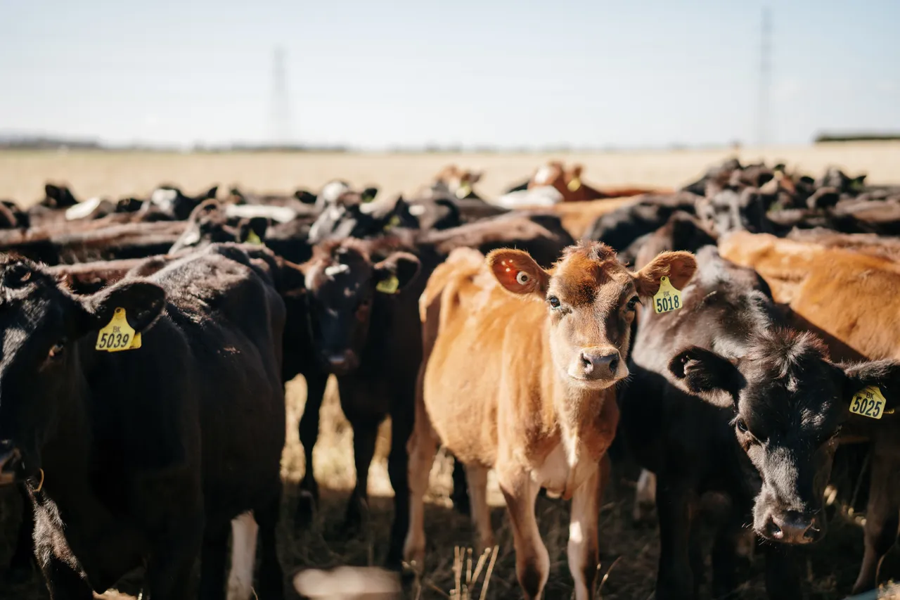 Calves in a Field
