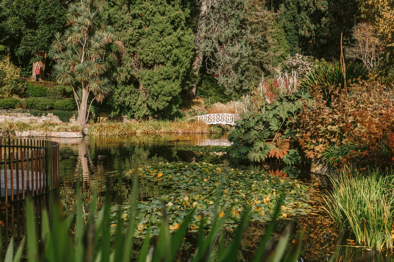Pond at the Royal Tasmanian Botanical Gardens