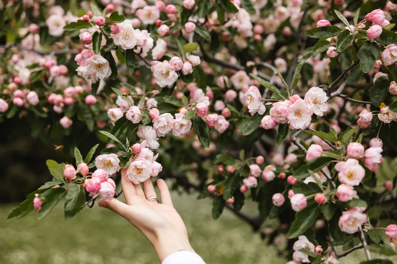 Pink Blossoms in Spring