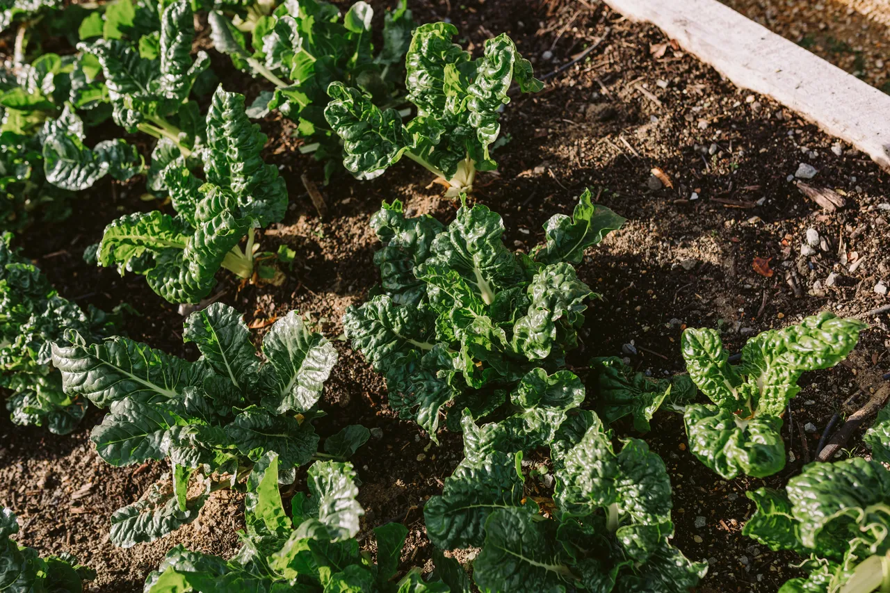 Vegetables Growing at the Royal Tasmanian Botanical Gardens