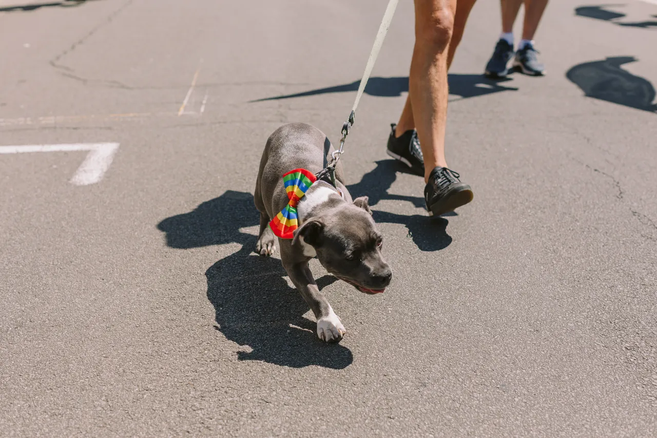 Tas Pride Parade