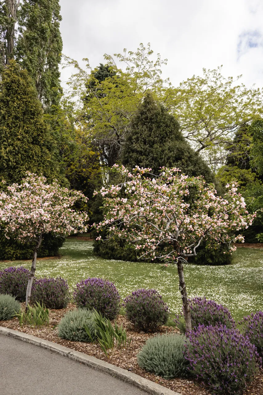 Spring Blooms at the Royal Tasmanian Botanical Gardens