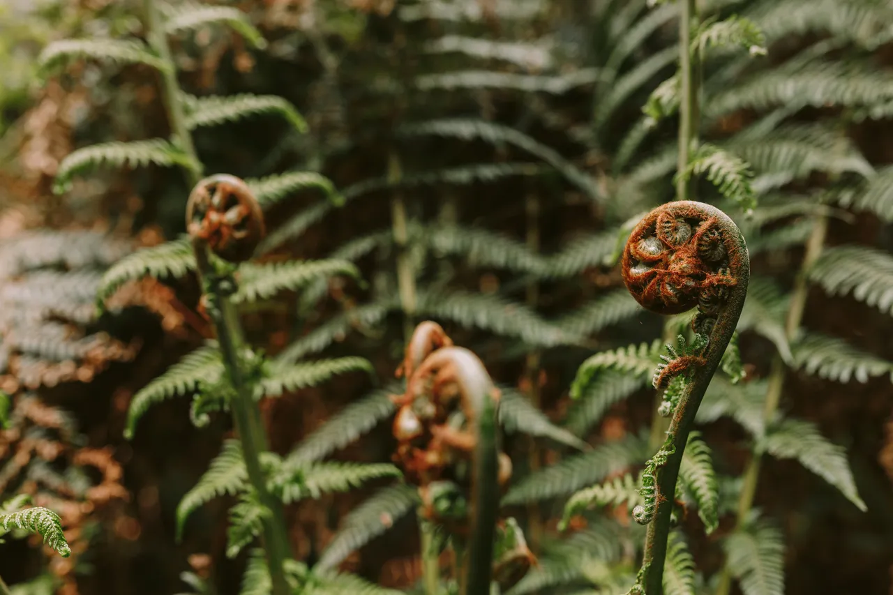 Fern Details