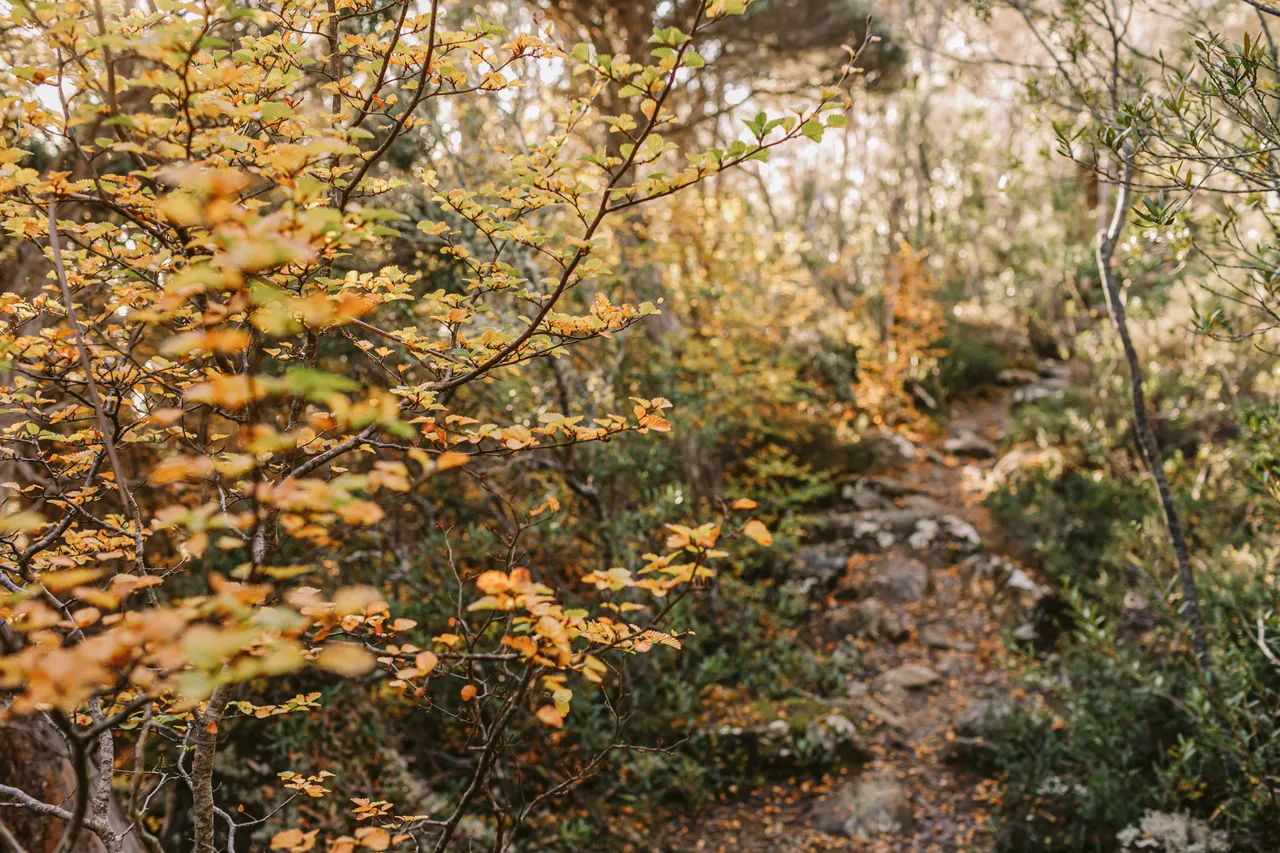 Walking Track with Fagus