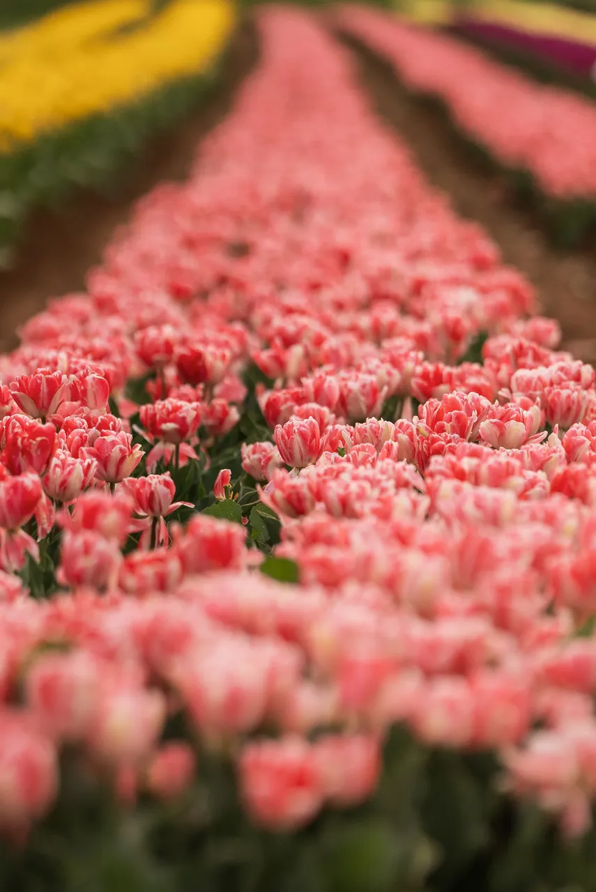 Pink Tulips in Bloom