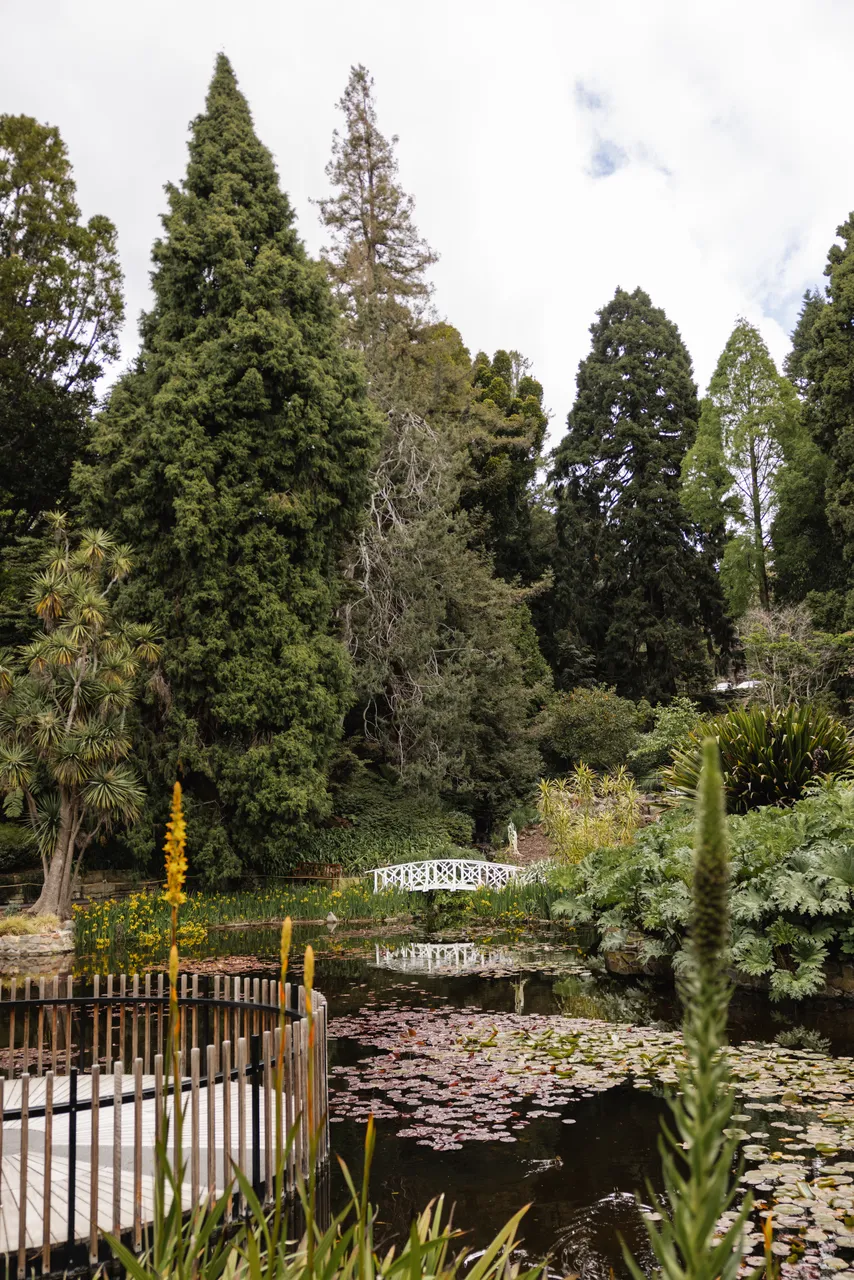 Pond at the Royal Tasmanian Botanical Gardens