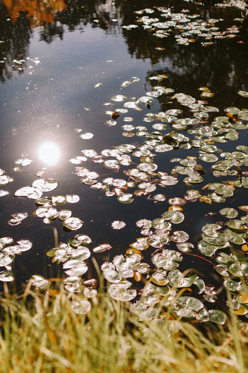 Pond at the Royal Tasmanian Botanical Gardens