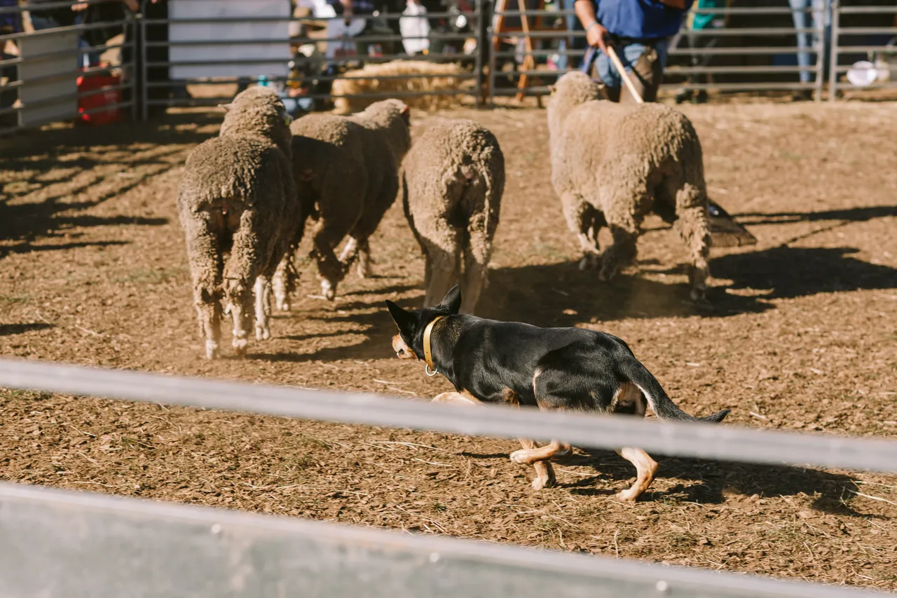 Mustering Sheep at Agfest