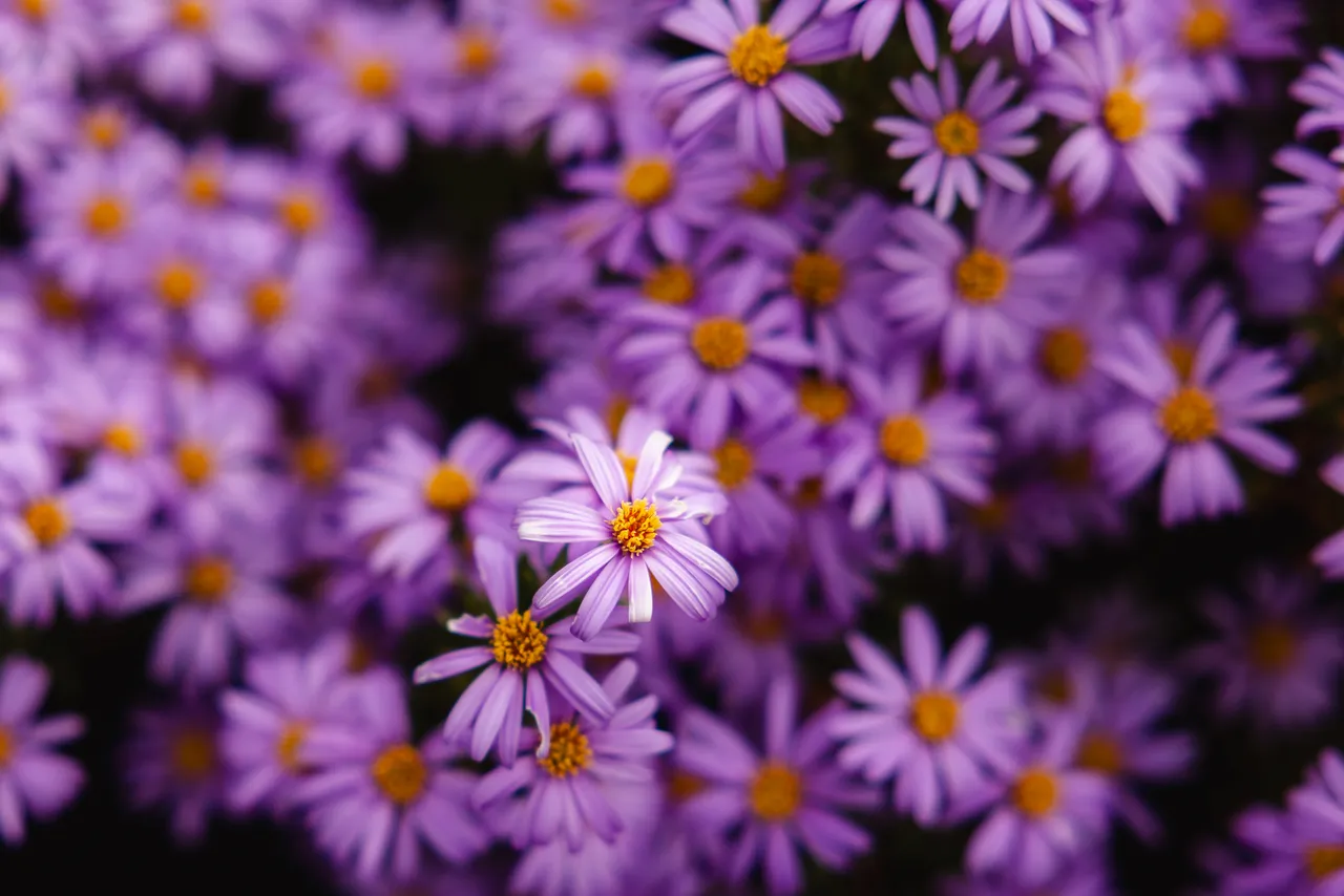 Purple Flowers in Spring