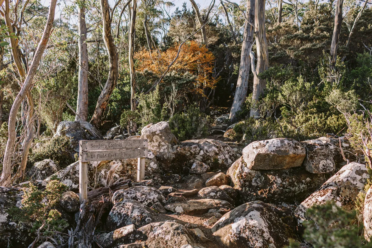 Rocky Walking Track with Fagus