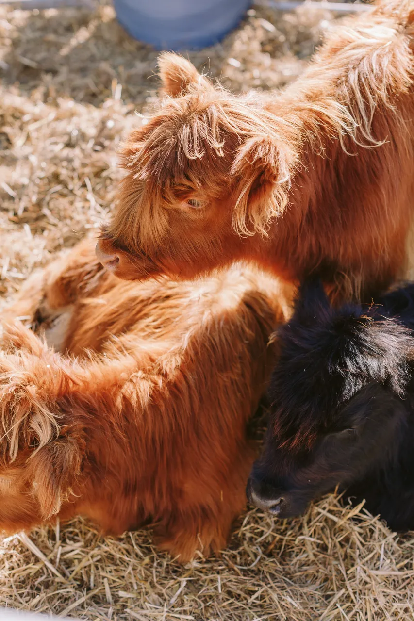 Highland Cows at Agfest