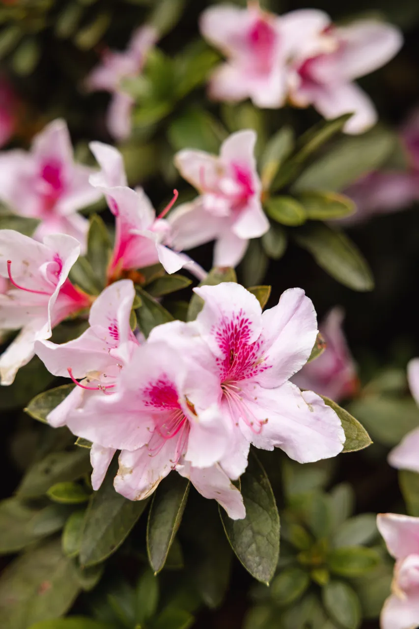 Pink Flowers in Spring