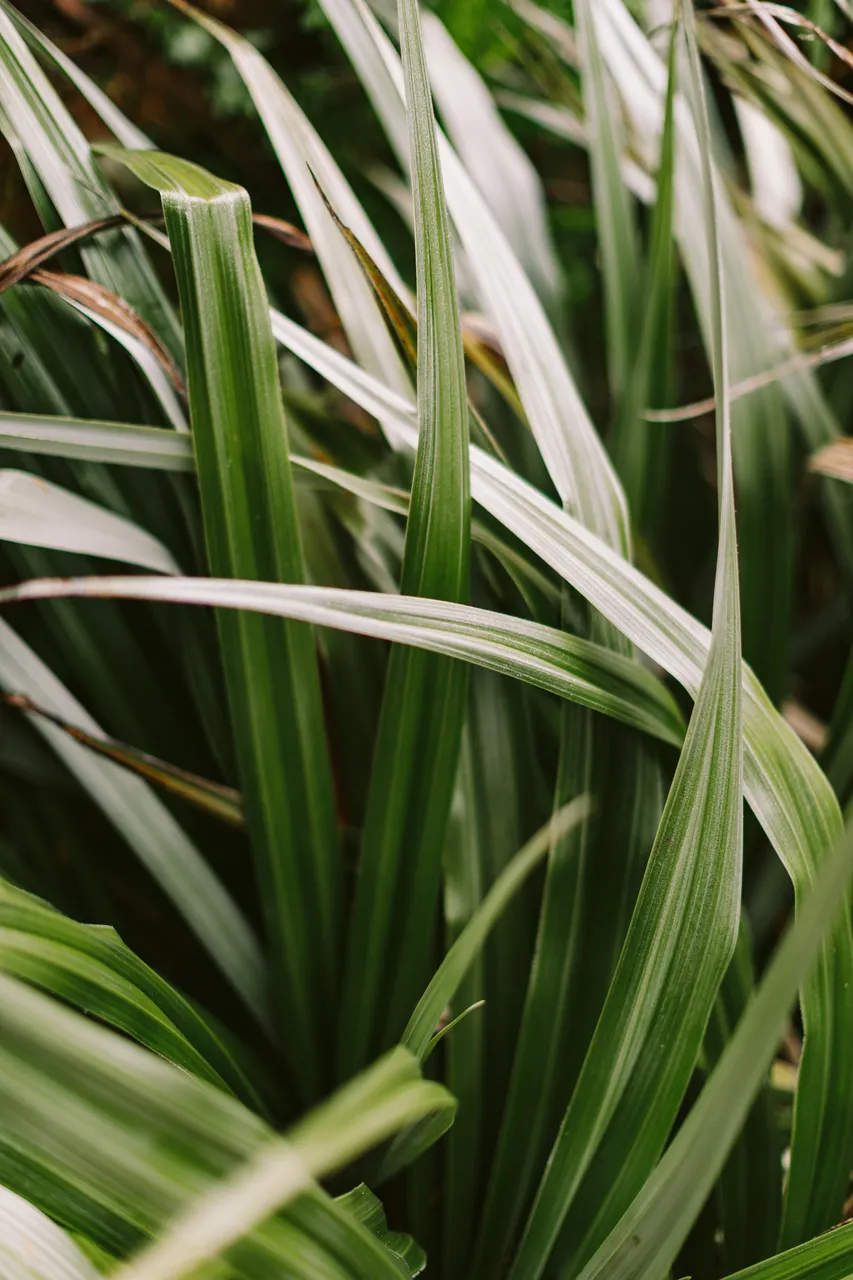 Foliage at the Royal Tasmanian Botanical Gardens