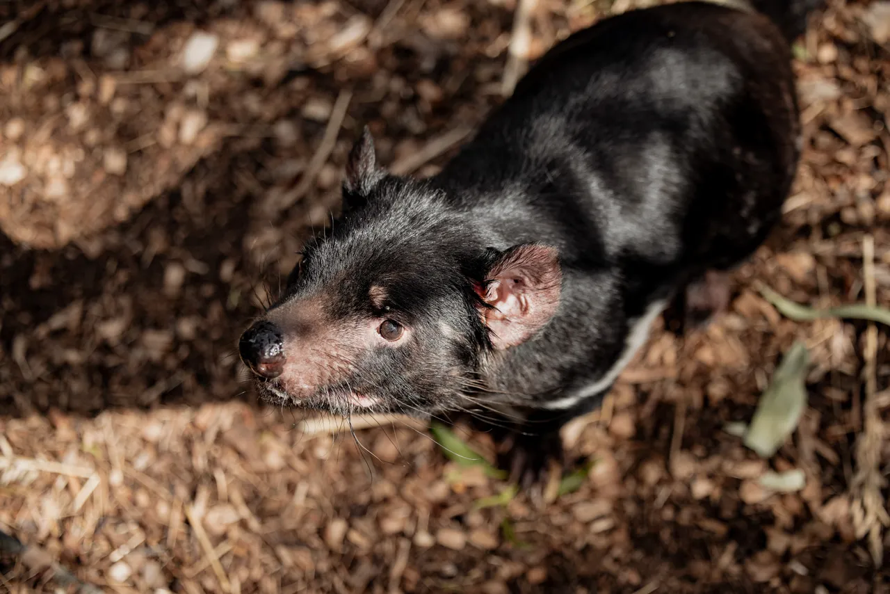 Tasmanian Devil at Bonorong Wildlife Sanctuary