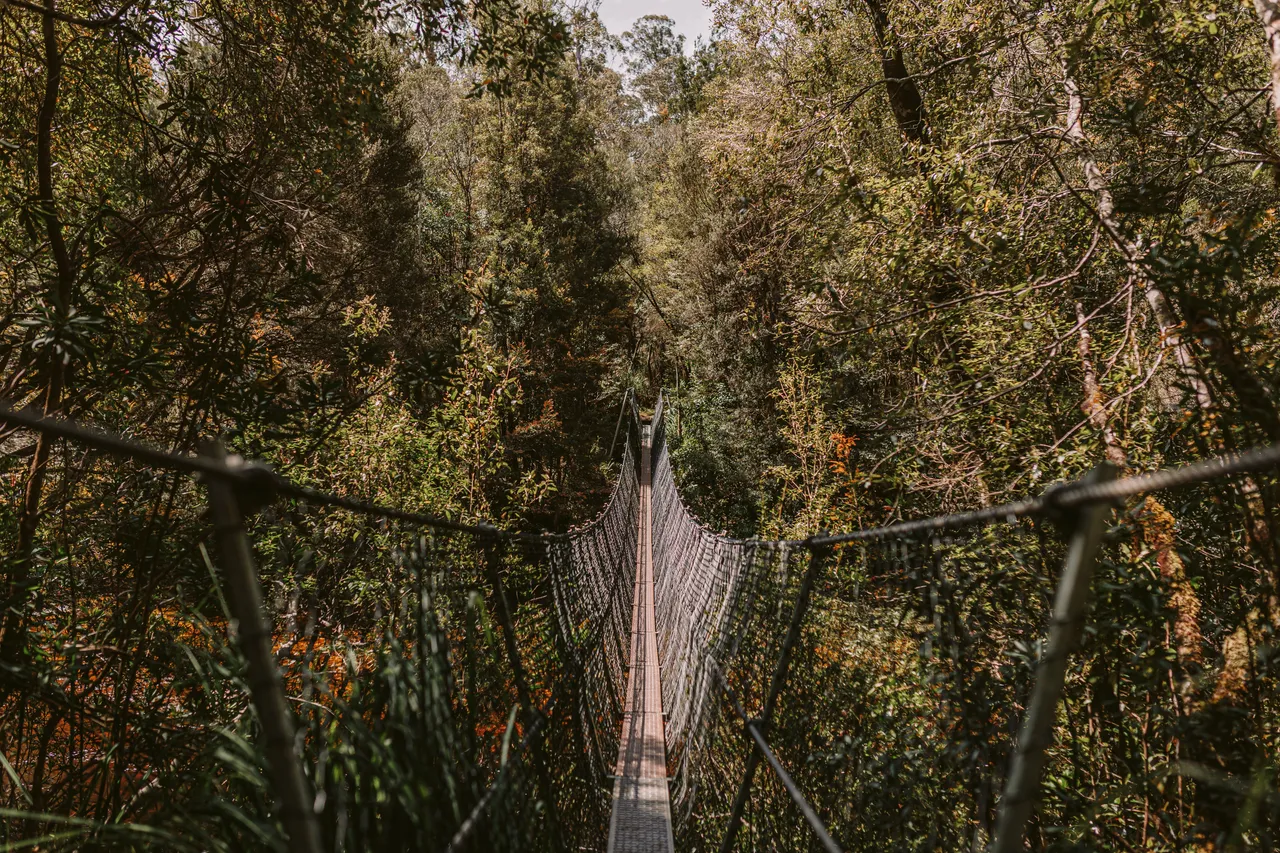 Frenchmans Cap Suspension Bridge