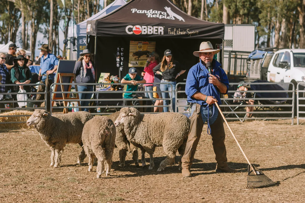 Mustering Sheep at Agfest