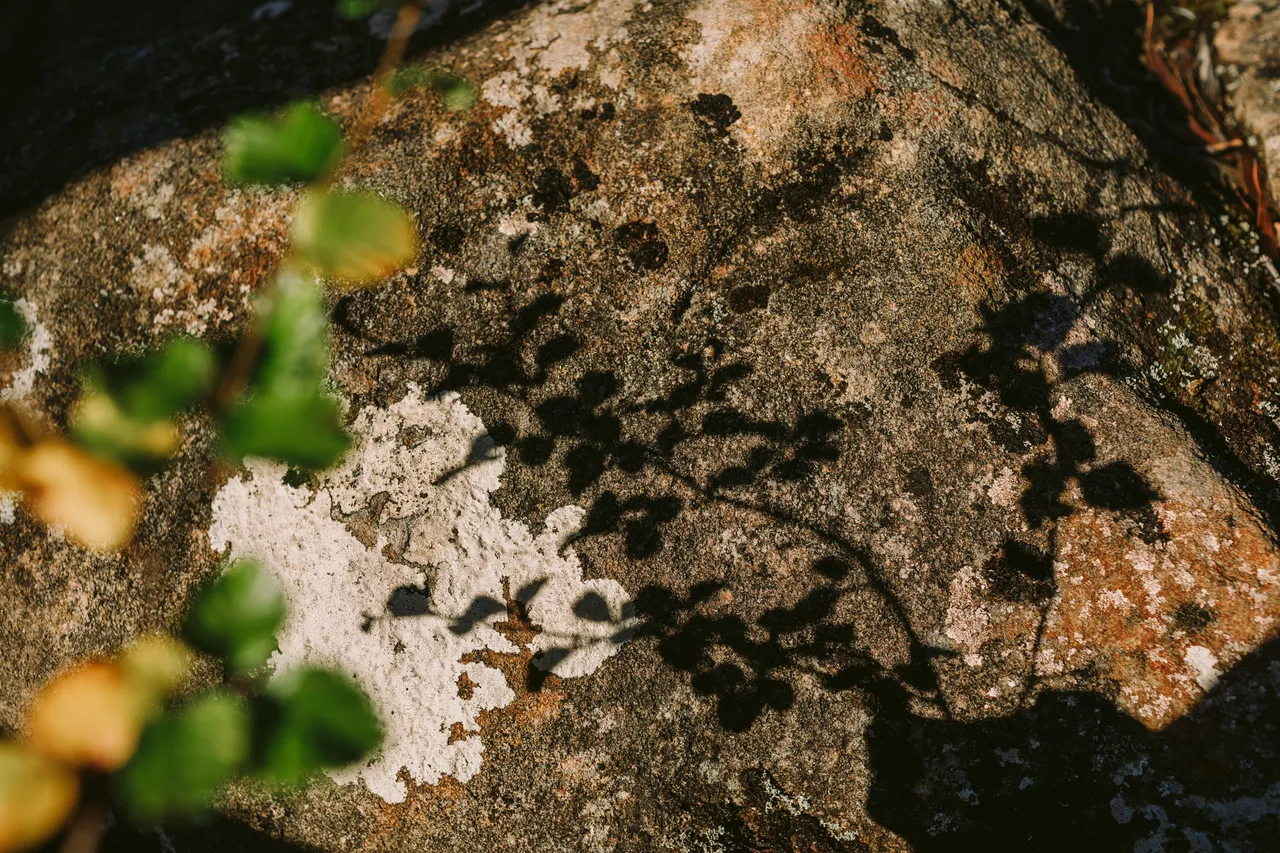 Fagus Shadow on Rock