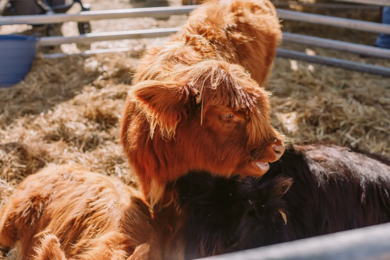 Highland Cows at Agfest